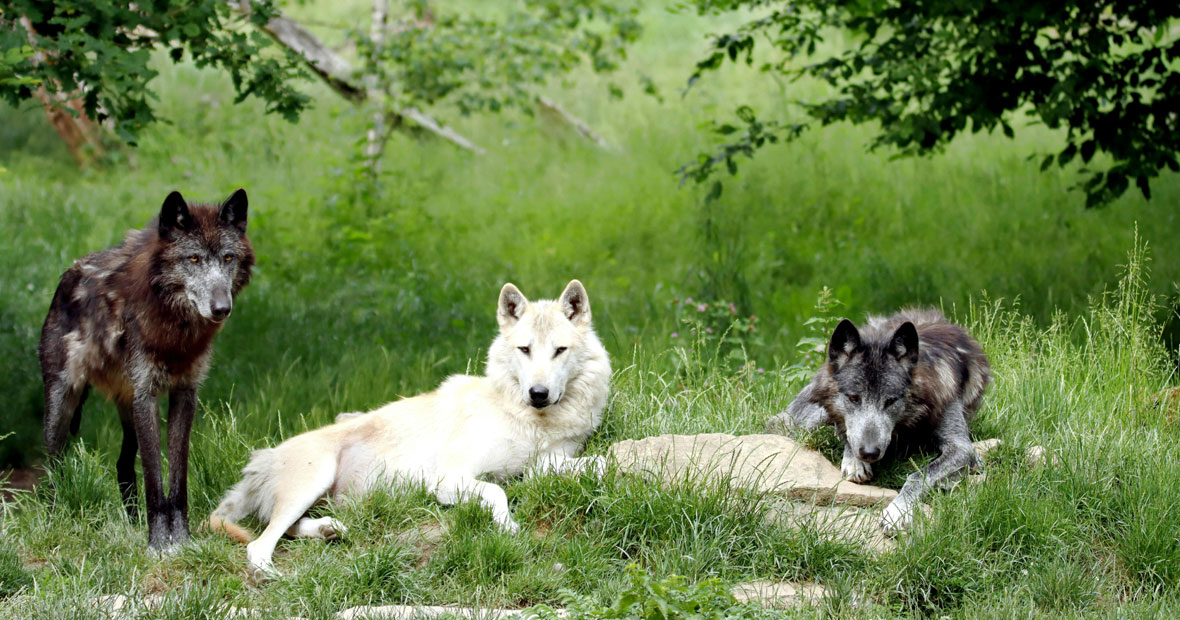 animaux